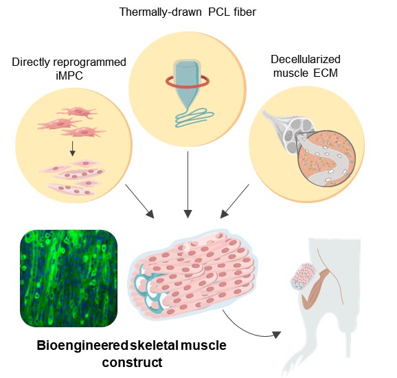 Flexing A New Strategy for Functional Muscle Regeneration to Heal Large Lesions