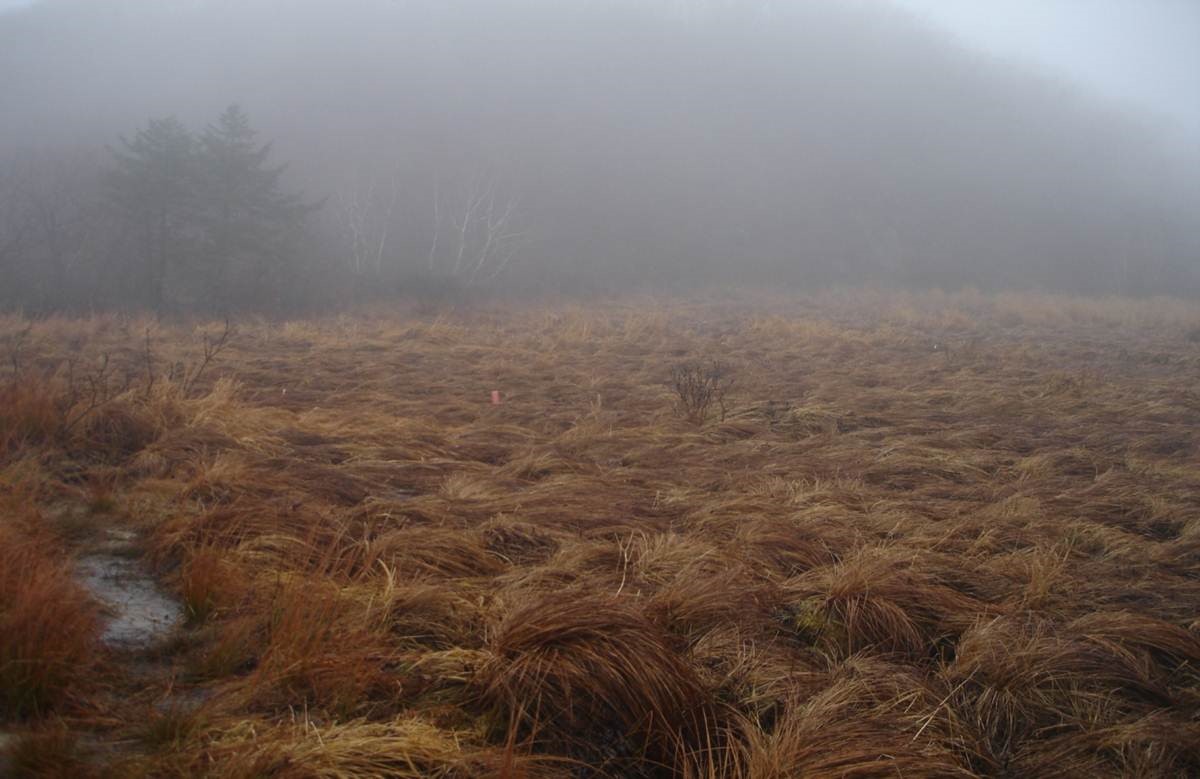 Peat bogs are a big source of dissolved organic carbon that can leak into drinking water and change aquatic ecosystems. 
