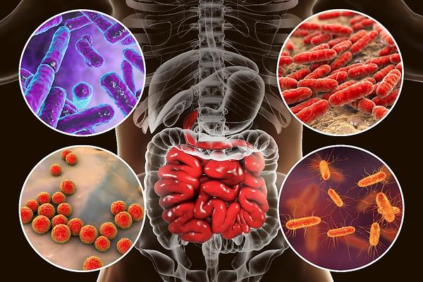 Decoding the human microbiomes: creating a comprehensive map of human intestinal flora